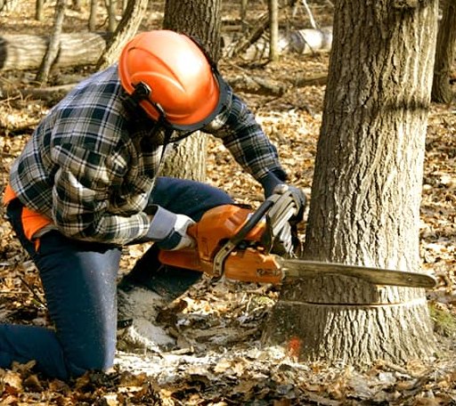 Tree Removal in Wilder, VT
